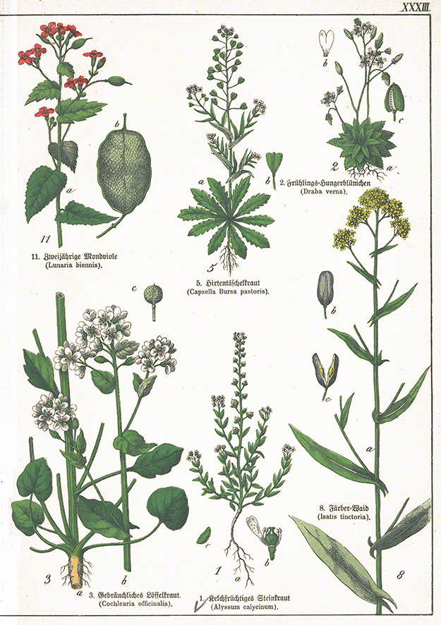Mondviole